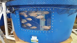 Hpac Com Sites Hpac com Files Uploads 2017 05 30 Tilapia Tank Web Hpac Com Sites Hpac com Files Uploads 2017 05 30 Tilapia Tank Web