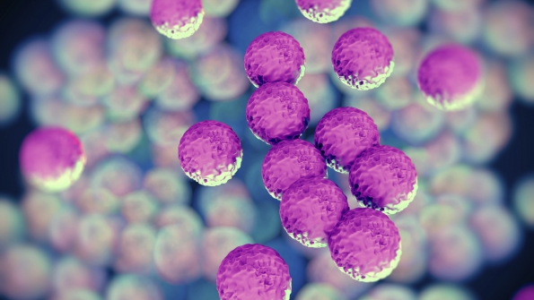 Methicillinresistant Staphylococcus aureus DTKUTOOiStock