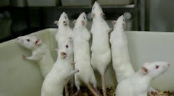 A secret scientific testing facility experienced a ventilation system failure, which ended up killing more than 1,000 mice and rats, saw a fuse blow in the cooling system.