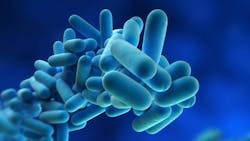 Legionella bacterium Legionella bacterium
