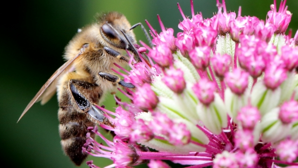 Photo by Matt CardyGetty Images