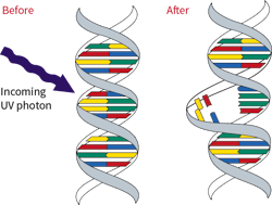 Light in the UV-C wavelength kills or inactivates a microorganism by disrupting its DNA. Light in the UV-C wavelength kills or inactivates a microorganism by disrupting its DNA.