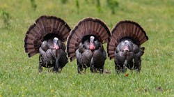 wildturkey01xFB.jpg wildturkey01xFB.jpg