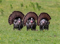 wildturkey01xFB.jpg wildturkey01xFB.jpg