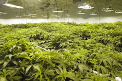 Hpac 0720 Cannabis 1 Hpac 0720 Cannabis 1