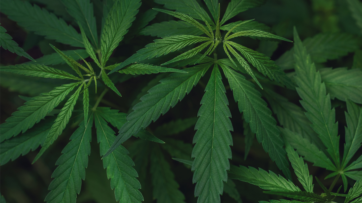 Hpac 0720 Cannabis Pr 5efb95a27a763