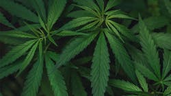 Hpac 0720 Cannabis Pr 5efb95a27a763 Hpac 0720 Cannabis Pr 5efb95a27a763