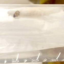 A waxworm eats away at a plastic bag. A waxworm eats away at a plastic bag.