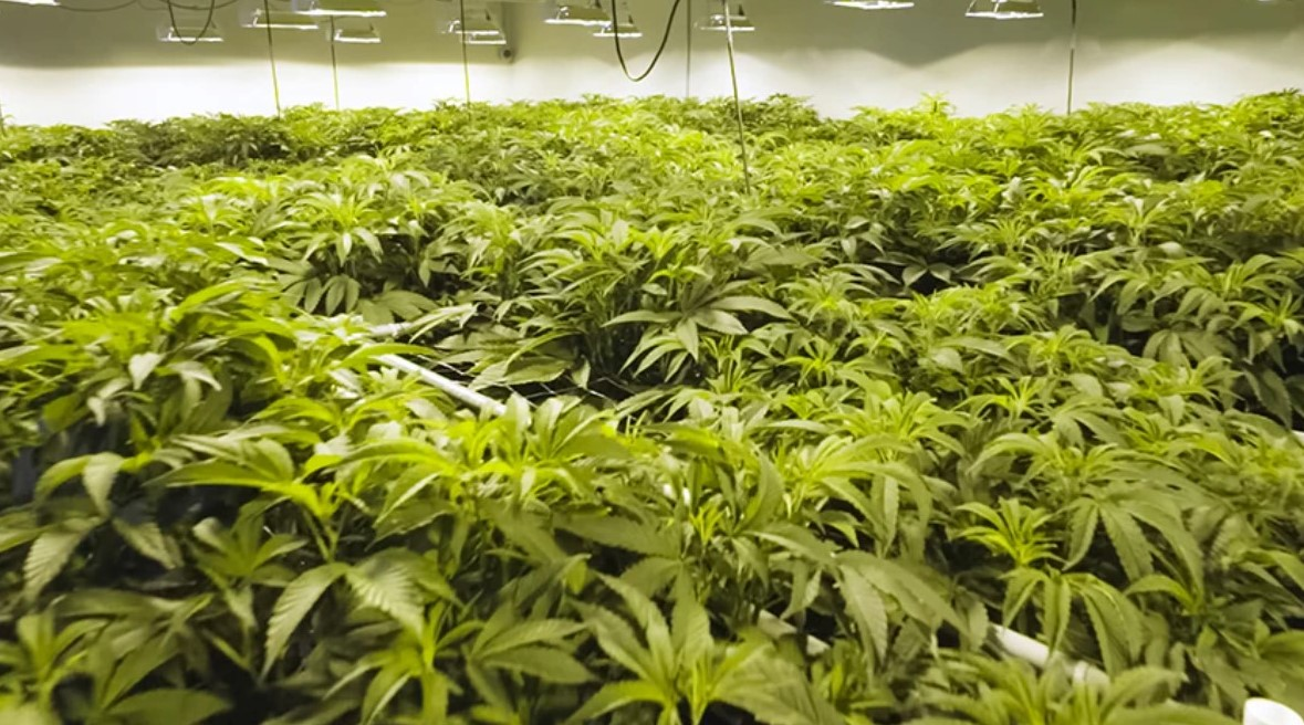 Shared Screenshot Cannabis2 61413cdf17f8a