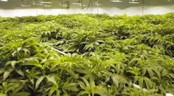 Shared Screenshot Cannabis2 61413cdf17f8a Shared Screenshot Cannabis2 61413cdf17f8a