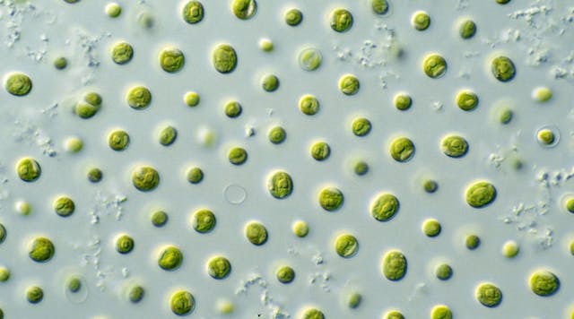 Csiro Science Image 10697 Microalgae