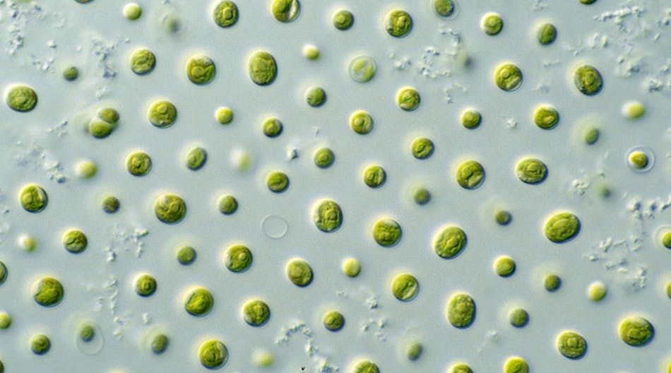 Csiro Science Image 10697 Microalgae
