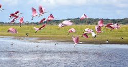 Birds Flying Water 6418e88b533a6 Birds Flying Water 6418e88b533a6