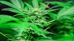 Adobe Stock 298746812 Adobe Stock 298746812