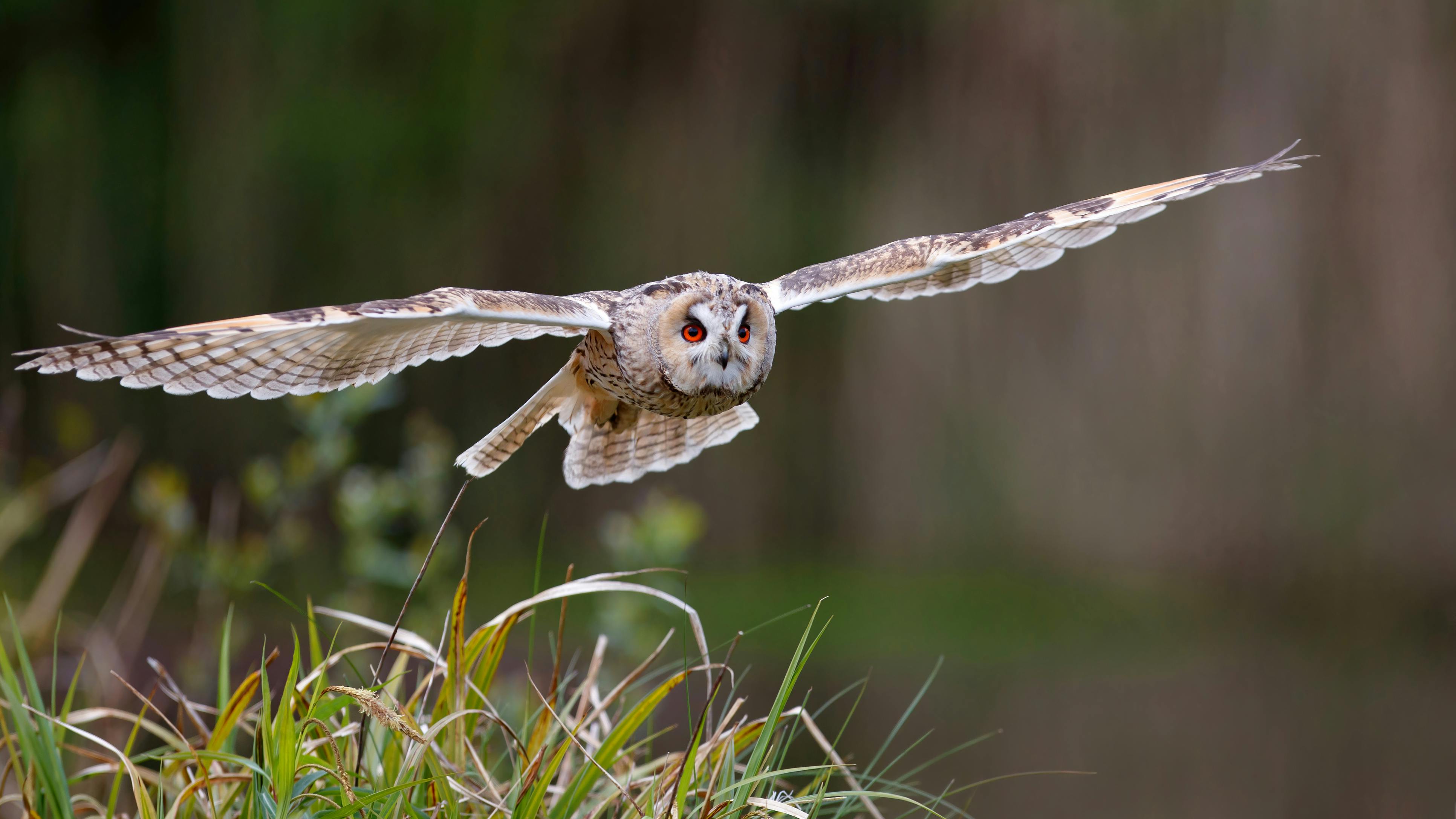 66df63f3dc9a5e2701f96971 Eagle Owl Istock1318646719 Web 1