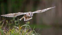 66df63f3dc9a5e2701f96971 Eagle Owl Istock1318646719 Web 1 66df63f3dc9a5e2701f96971 Eagle Owl Istock1318646719 Web 1