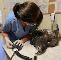 An ORC staff veterinarian treats a Juvenal Bald Eagle. An ORC staff veterinarian treats a Juvenal Bald Eagle.